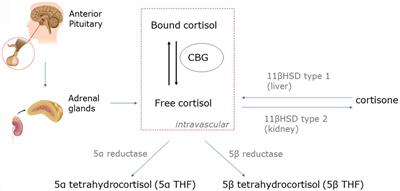 Could Exogenous Insulin Ameliorate the Metabolic Dysfunction Induced by Glucocorticoids and COVID-19?